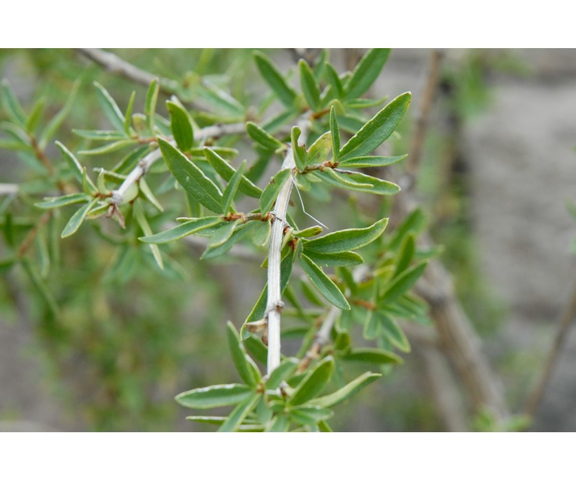 Antelope Bitterbrush